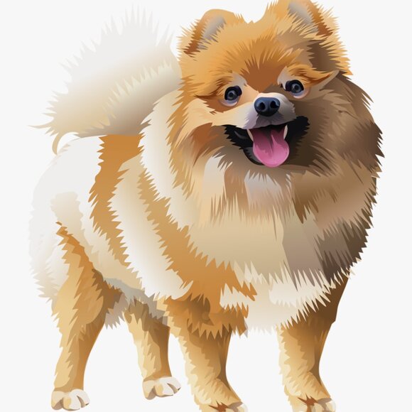 ✨Pomeranian Cosmo✨ - Picture 4 of 4